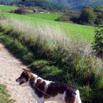 wandelgebied nabij huisje (zie pijl)