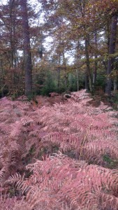 foto varens in bos