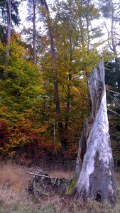 foto dode boom