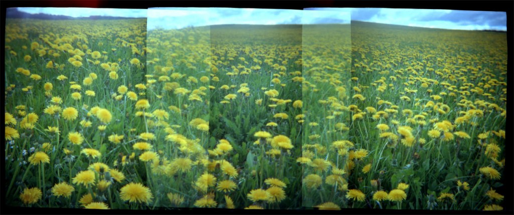 veld met paardenbloemen nabij vakantiehuis Ahrdorf - lomophoto