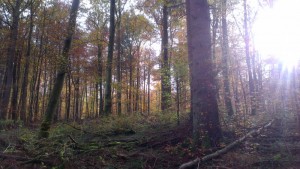 foto bos op helling Stromberg