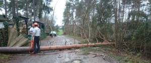 foto omgezaagde boom voor kachelhout