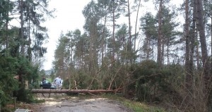 foto omgezaagde boom voor kachelhout