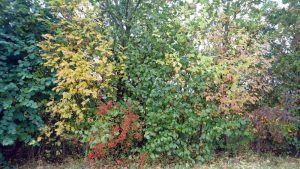 herfstkleuren2-oct-2016