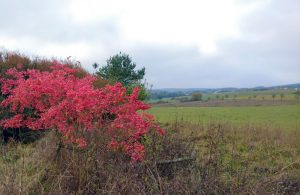 herfstkleuren3-oct-2016