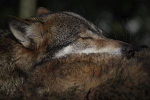foto wolven