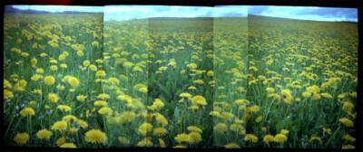 7a - veld met bloemen, lomophoto 